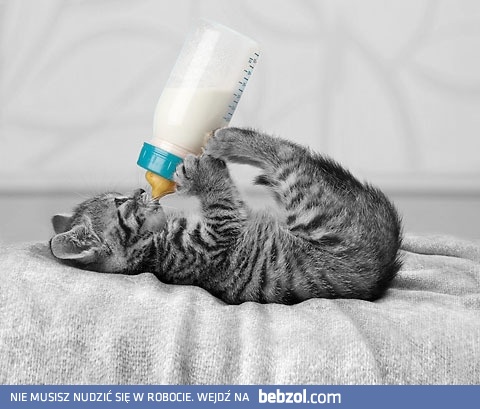 Kociaki lubią mleczko