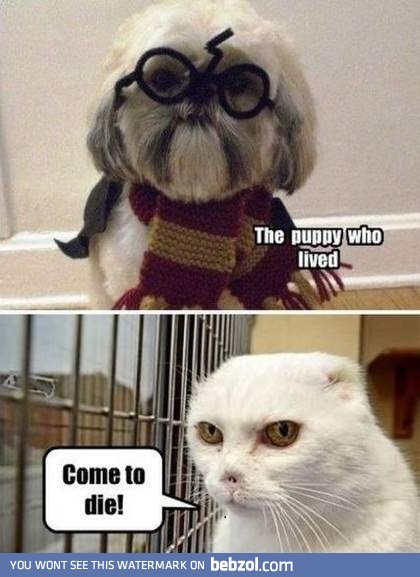 Harry the puppy Potter