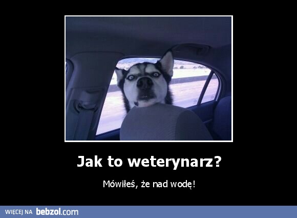 Jak to weterynarz?