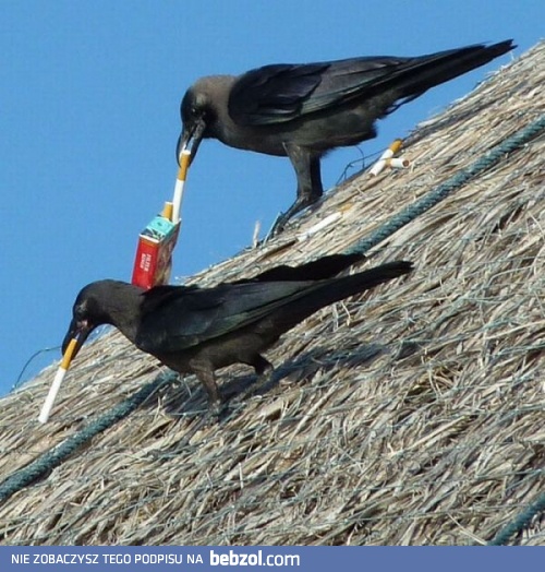 Przerwa na papierosa