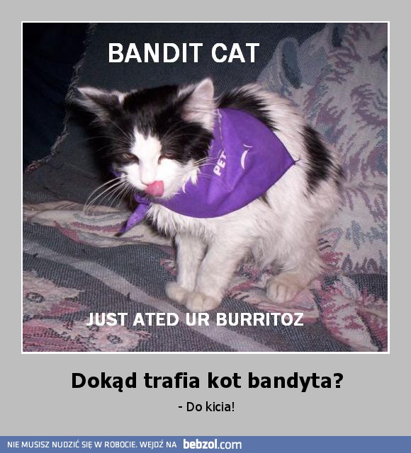 Dokąd trafia kot bandyta?