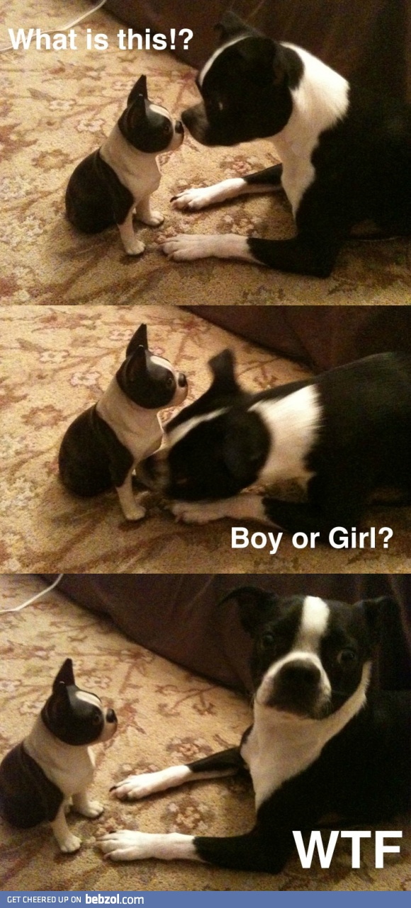 Miniature Boston Terrier Statue