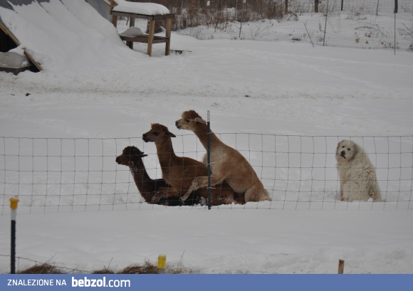 Forever alone...