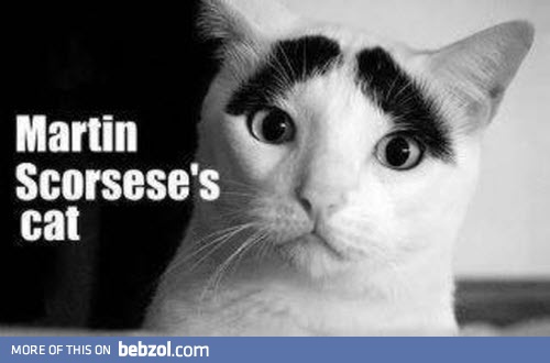 Scorsese's Cat