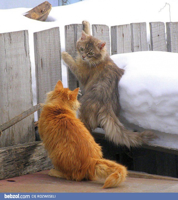 PIERWSZE KOTY - ZA PŁOTY... :D  Koty bardzo udały się Panu Bogu. Ludzie zaś - do poprawki...