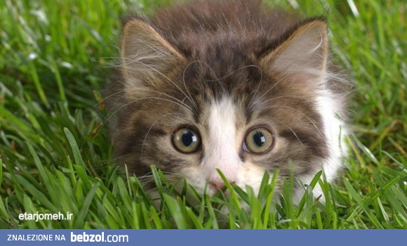 NIE ROZUMIEM, DLACZEGO MOJA PANI TAK ZACHWALA TĘ TRAWKĘ..?