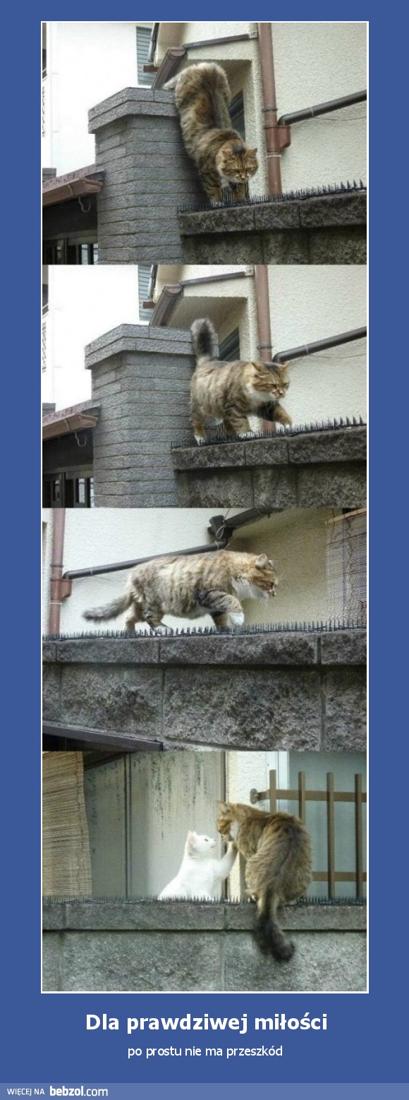 Dla prawdziwej miłości