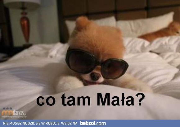 Pies na baby