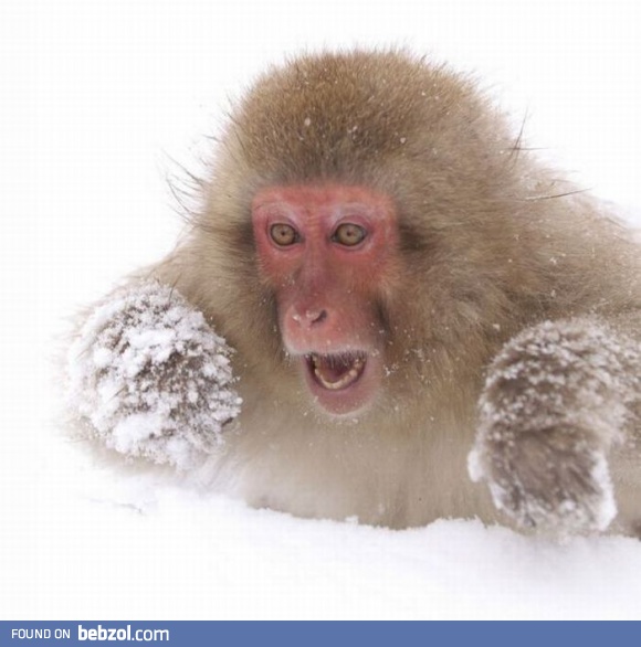 So much cocaine
