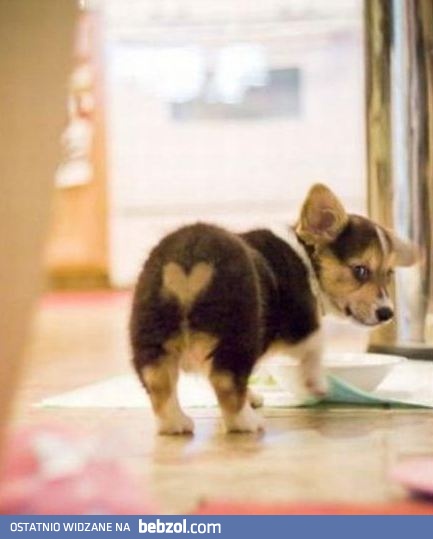 Odświętne wdzianko