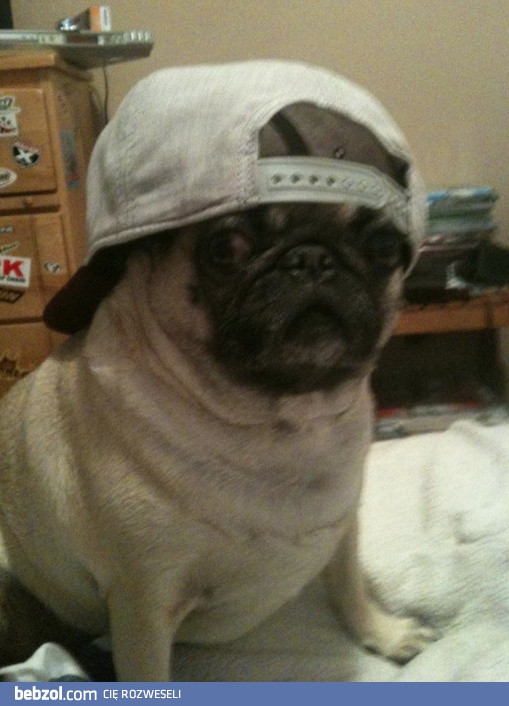 Prawdziwy ziomal. Pug Life