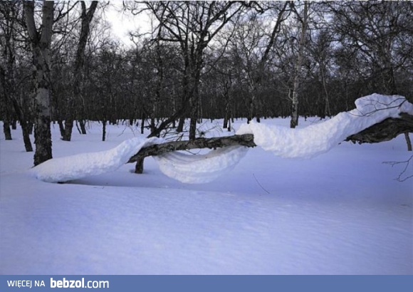 Śnieżny boa
