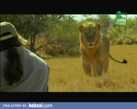 Gdy atakuje Cię lew...