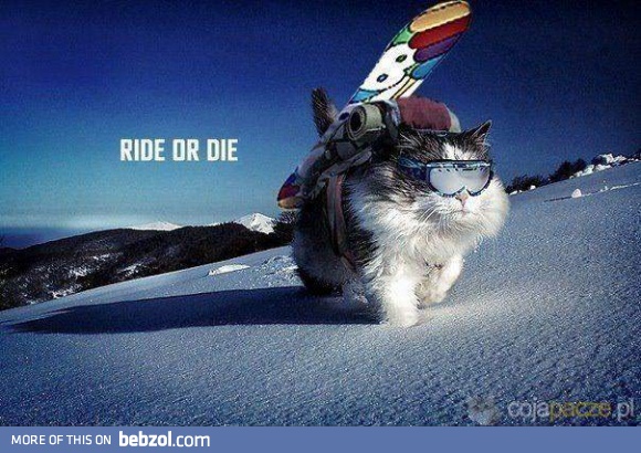 Ride or die