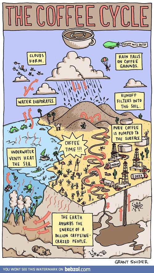 The coffee cycle