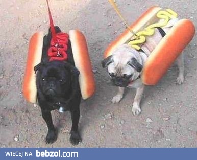 Prawdziwy hot dog