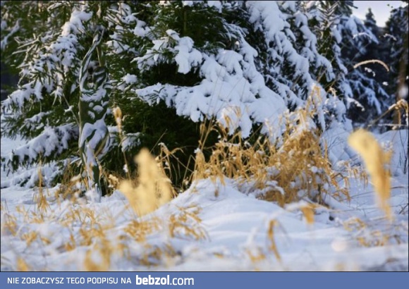 Policz gołe kobiety
