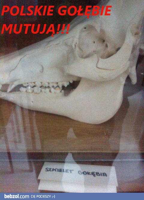 Monstrualny gołąb