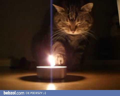 Kot vs ogień