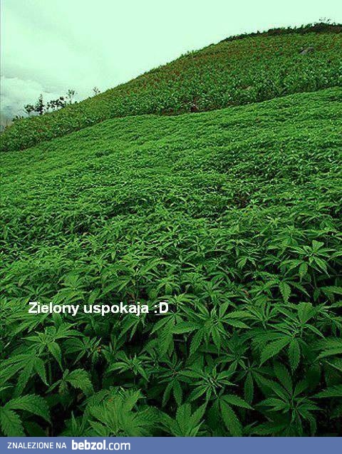 Podobno zielony uspokaja