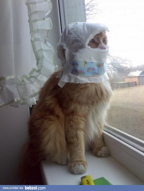 Kot ninja