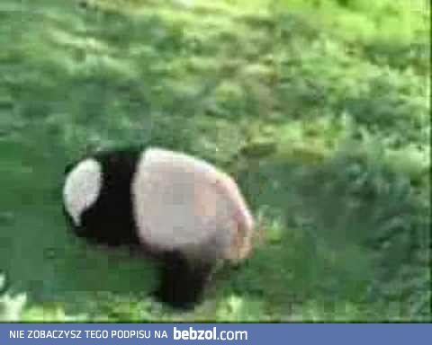 Zakręcona panda