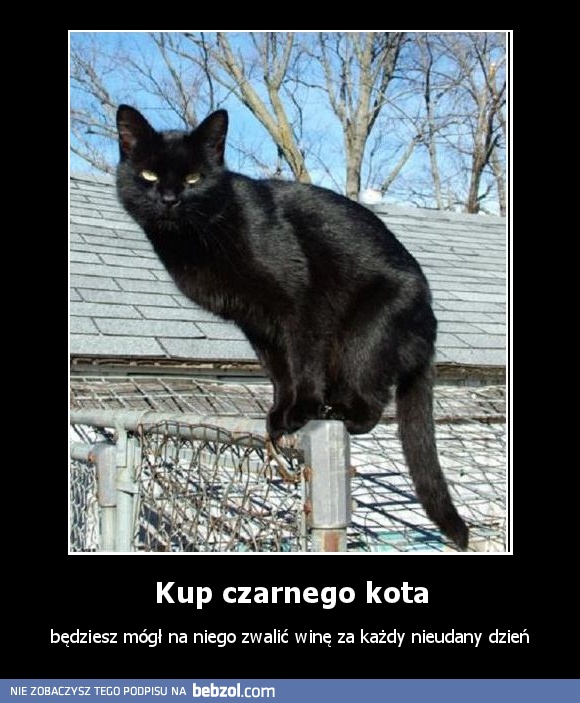 Kup czarnego kota