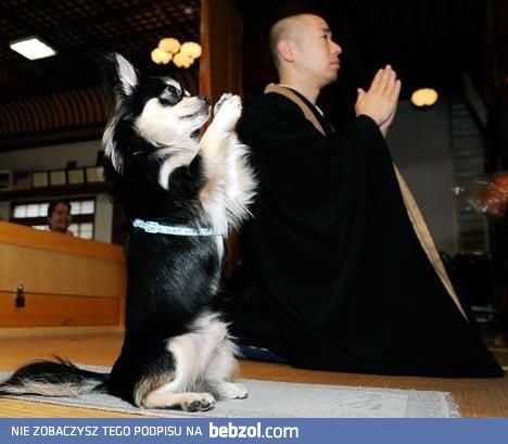 Pies budda