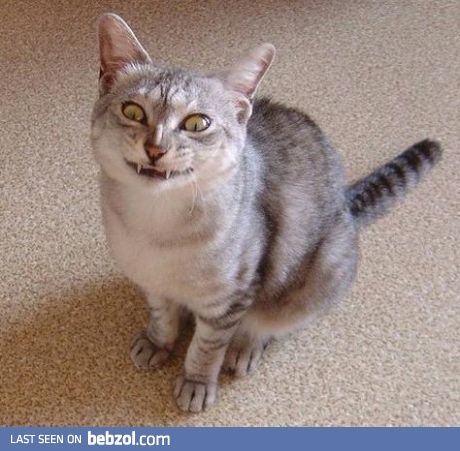 Derp cat