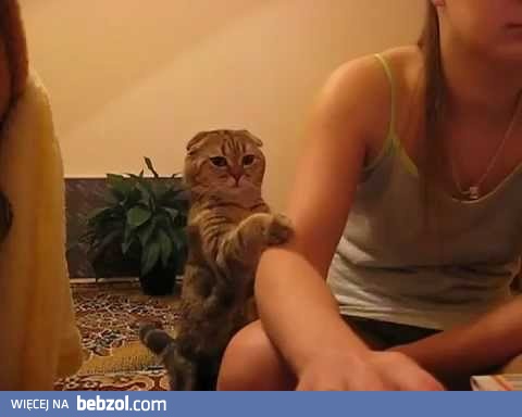 No pogłaszcz mnie wreszcie!