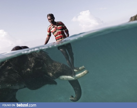 He took his elephant for a swim