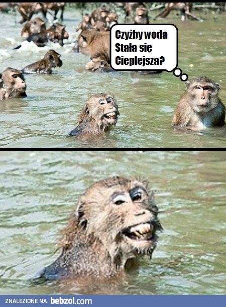 Oj zła małpka