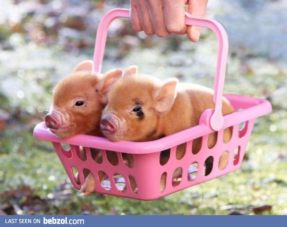 Piglets