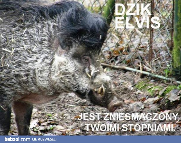 Dzik Elvis jest zawiedziony