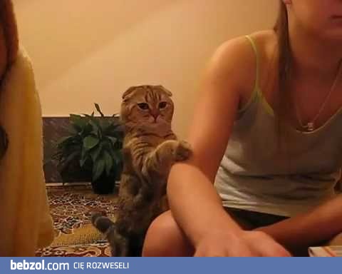 Pogłaszcz mnie, proszę!