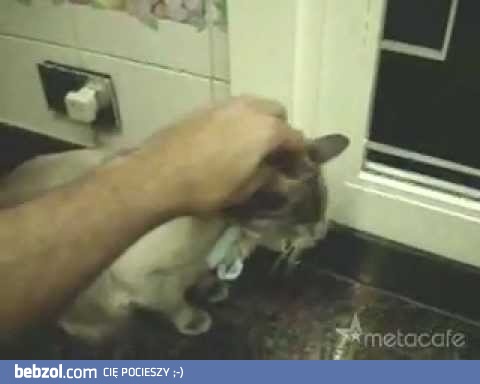 Upiekł kota w mikrofali! [+18]