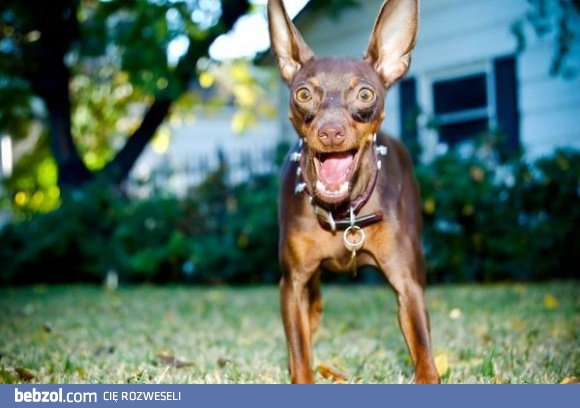 Mini doberman