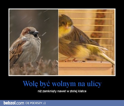 Wolę być wolnym na ulicy