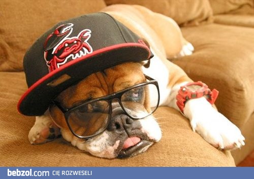 Psi hipster