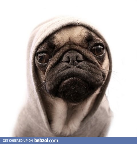 Pug life