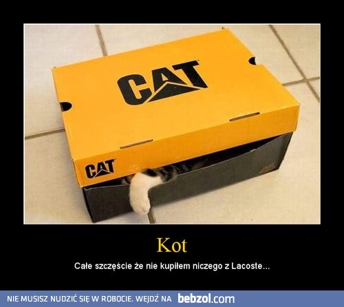 Kot