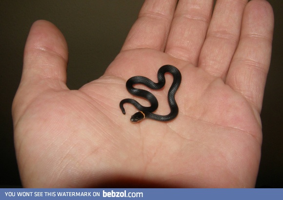 Caught a snake, it was an epic battle