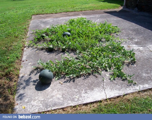 Be careful where you spit your watermelon seeds