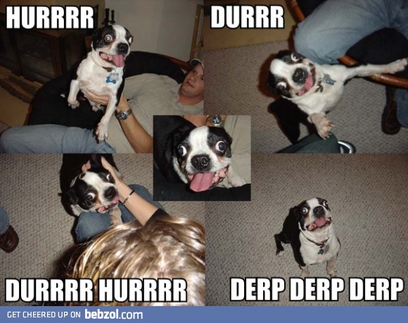 A dog named Derp