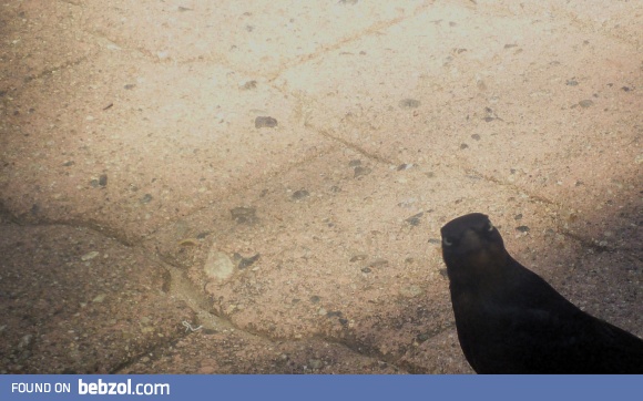 Mean crow