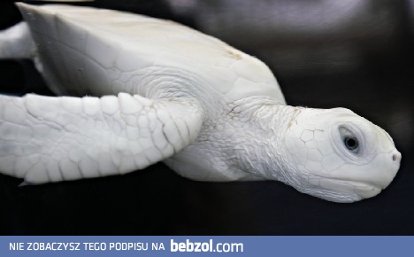 Zółwik albinos
