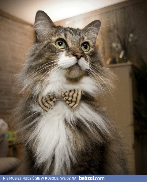 Wystarczająco elegancko?