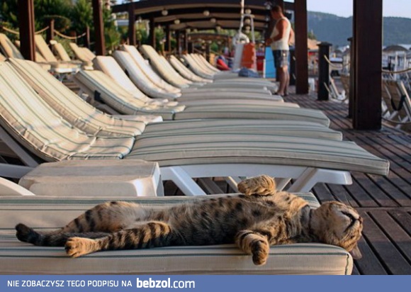 Żyć, nie umierać...