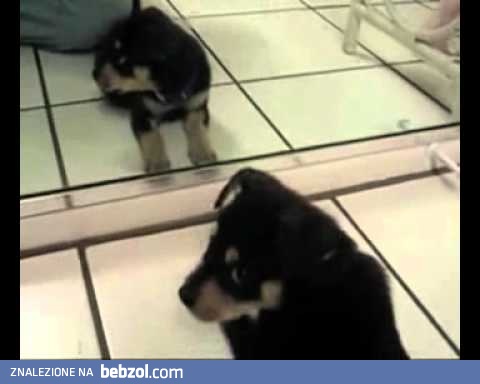 Szczeniaczek kontra lustro