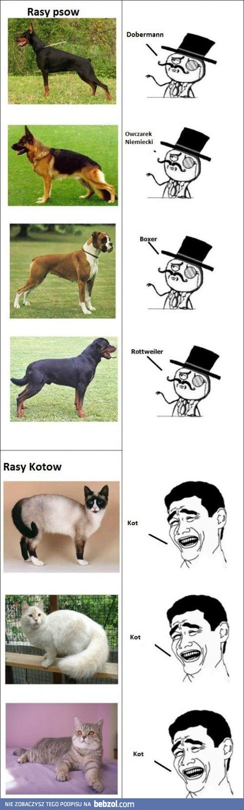 Psy a koty